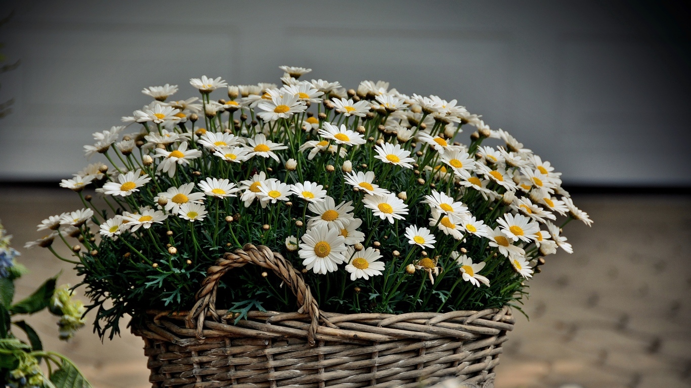 Большая корзина с цветами ромашки