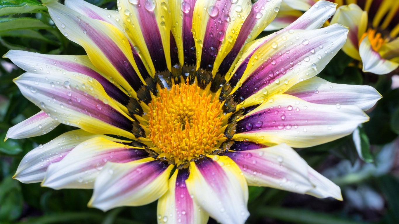 Большой цветок газания с каплями на лепестках