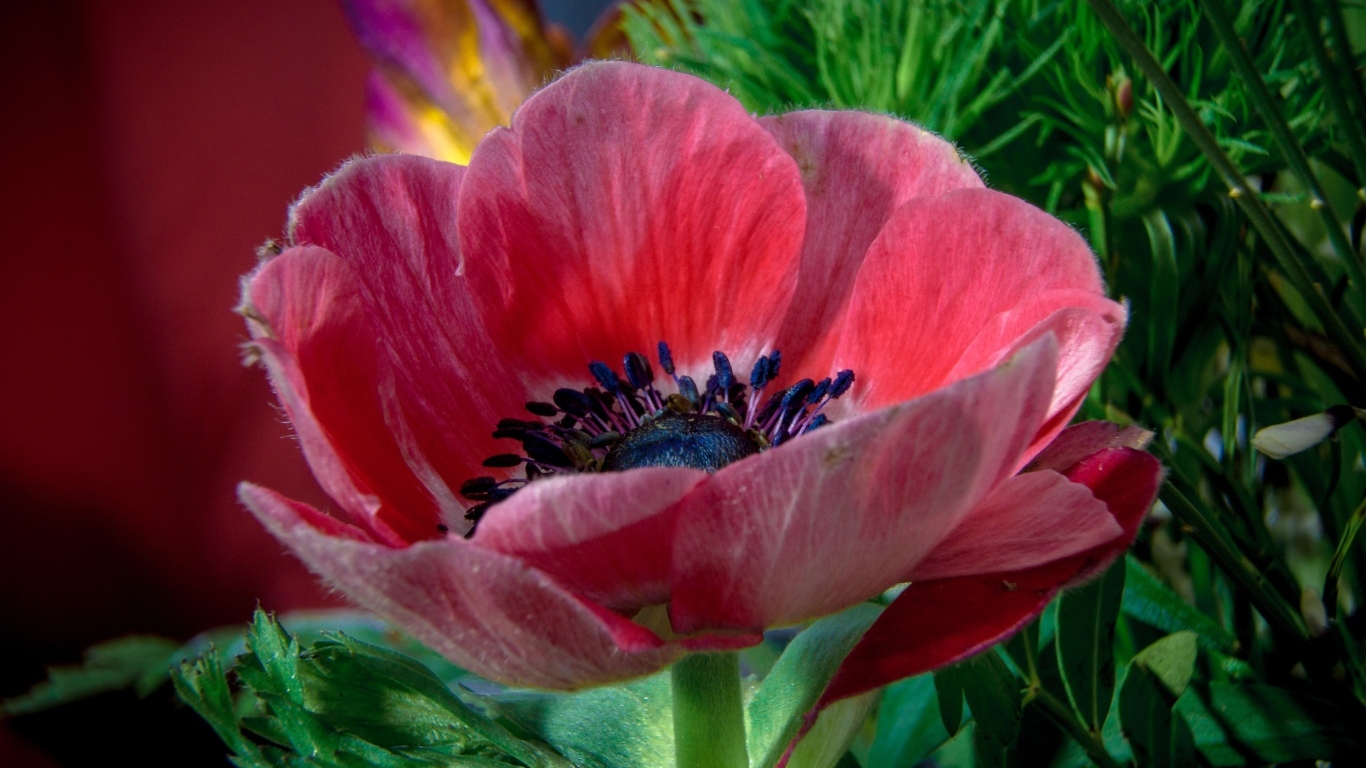 Крупный розовый цветок садового мака