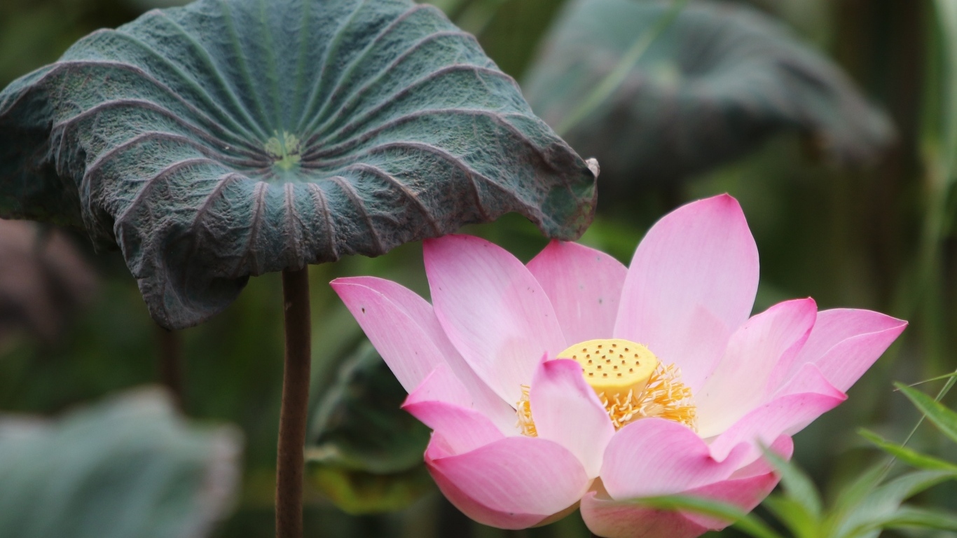 Большой цветок розового лотоса с листом