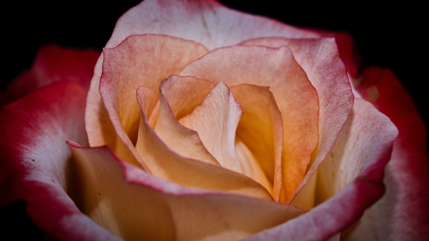 Большой розовый цветок розы на черном фоне