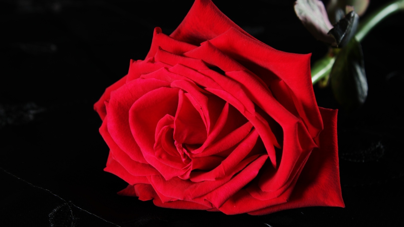 Крупная красная роза на черном фоне