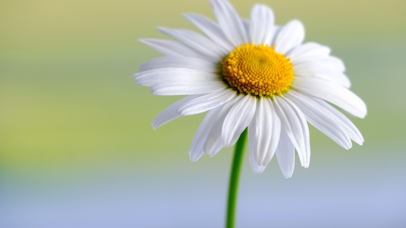 Большая белая ромашка крупным планом