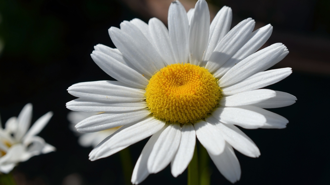 Крупная белая ромашка вблизи