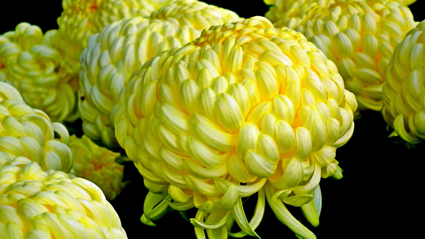 Большие желтые цветы хризантемы на черном фоне