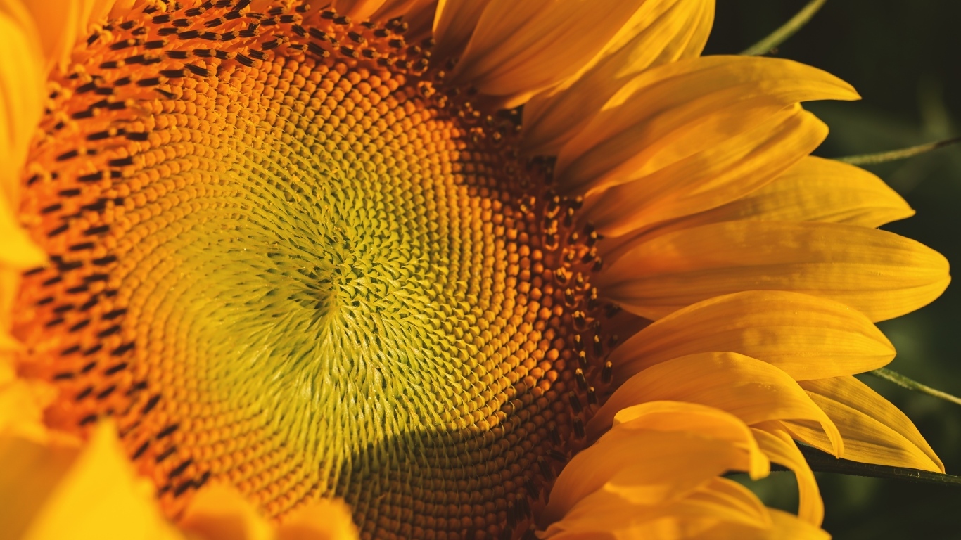 Большой желтый цветок подсолнуха в лучах солнца