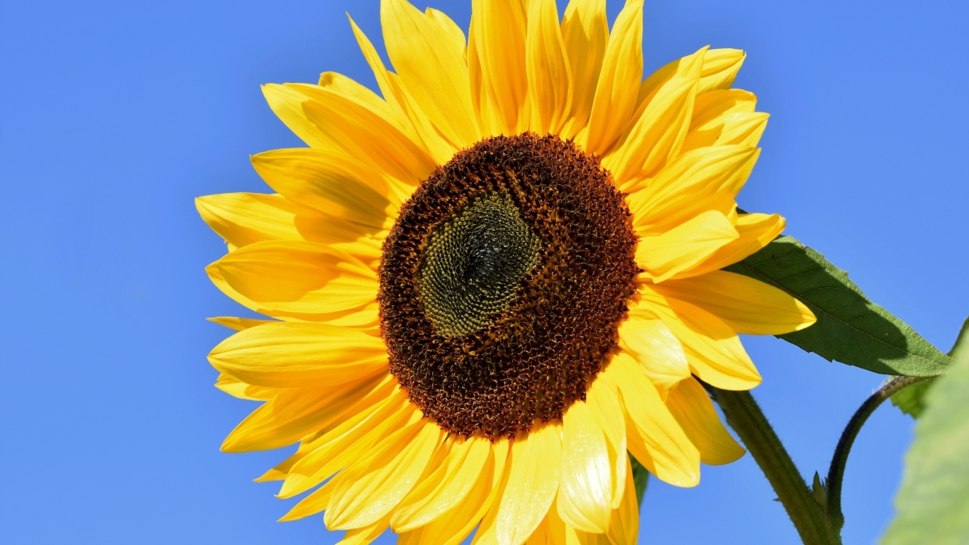 Большой цветок желтого подсолнуха на голубом фоне