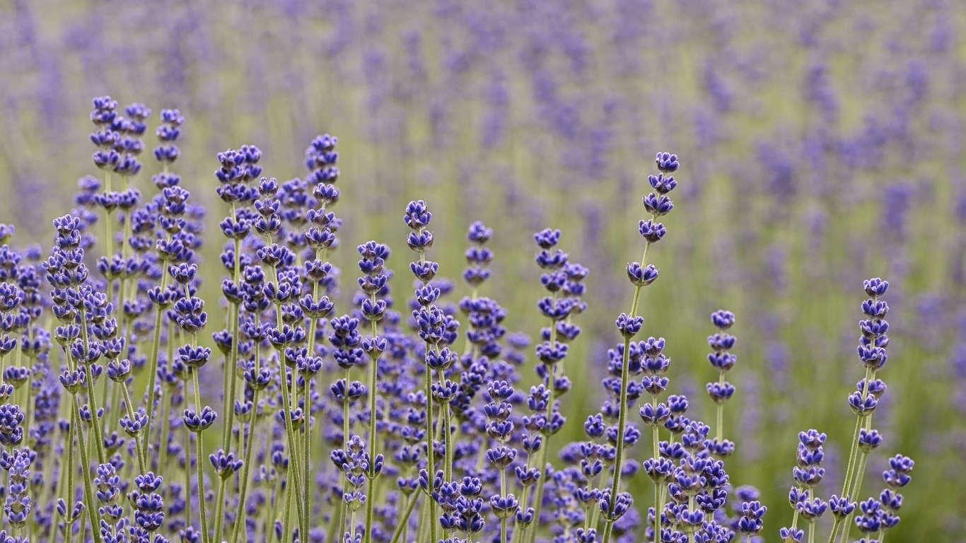 Лаванда на поле крупным планом