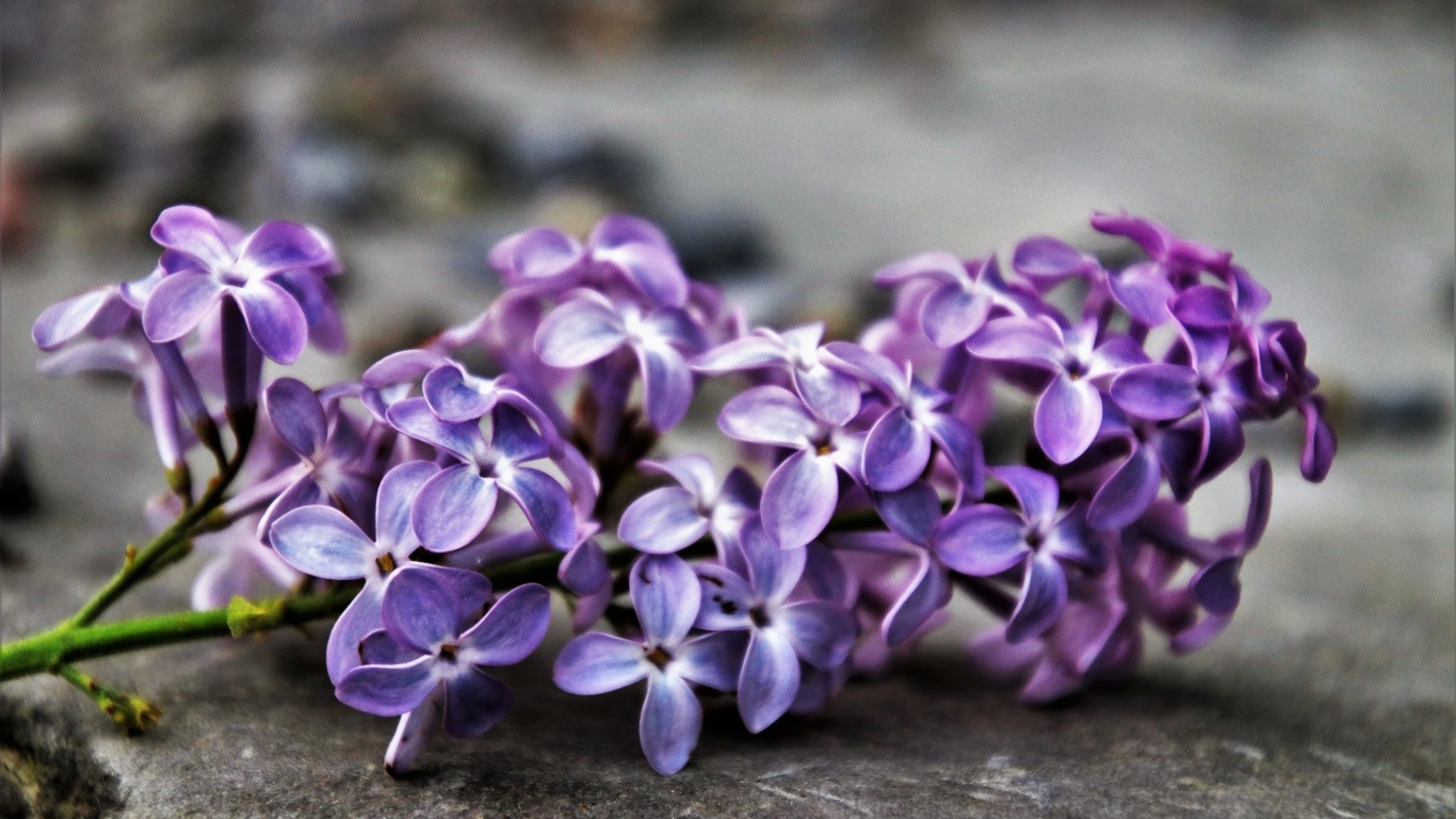 Цветок сирени на сером асфальте