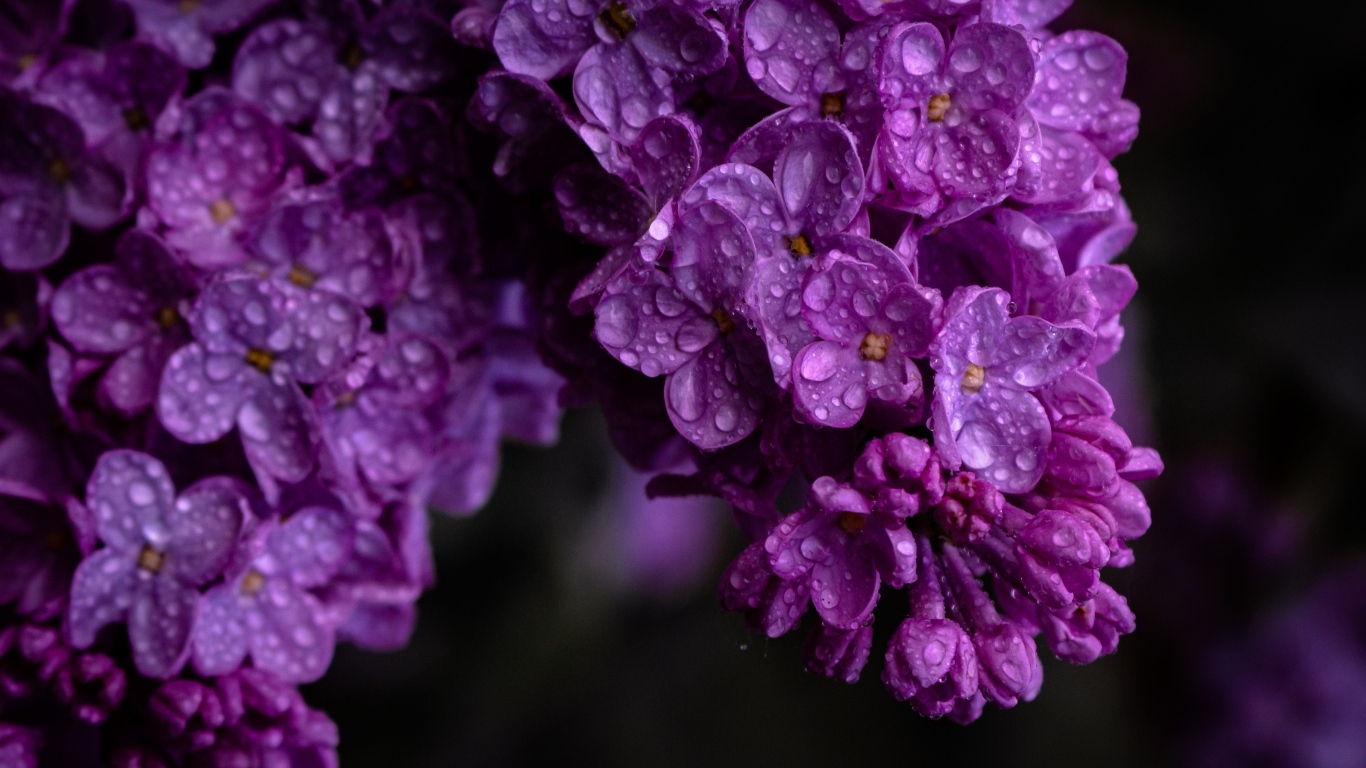 Цветы сирени в каплях росы крупным планом