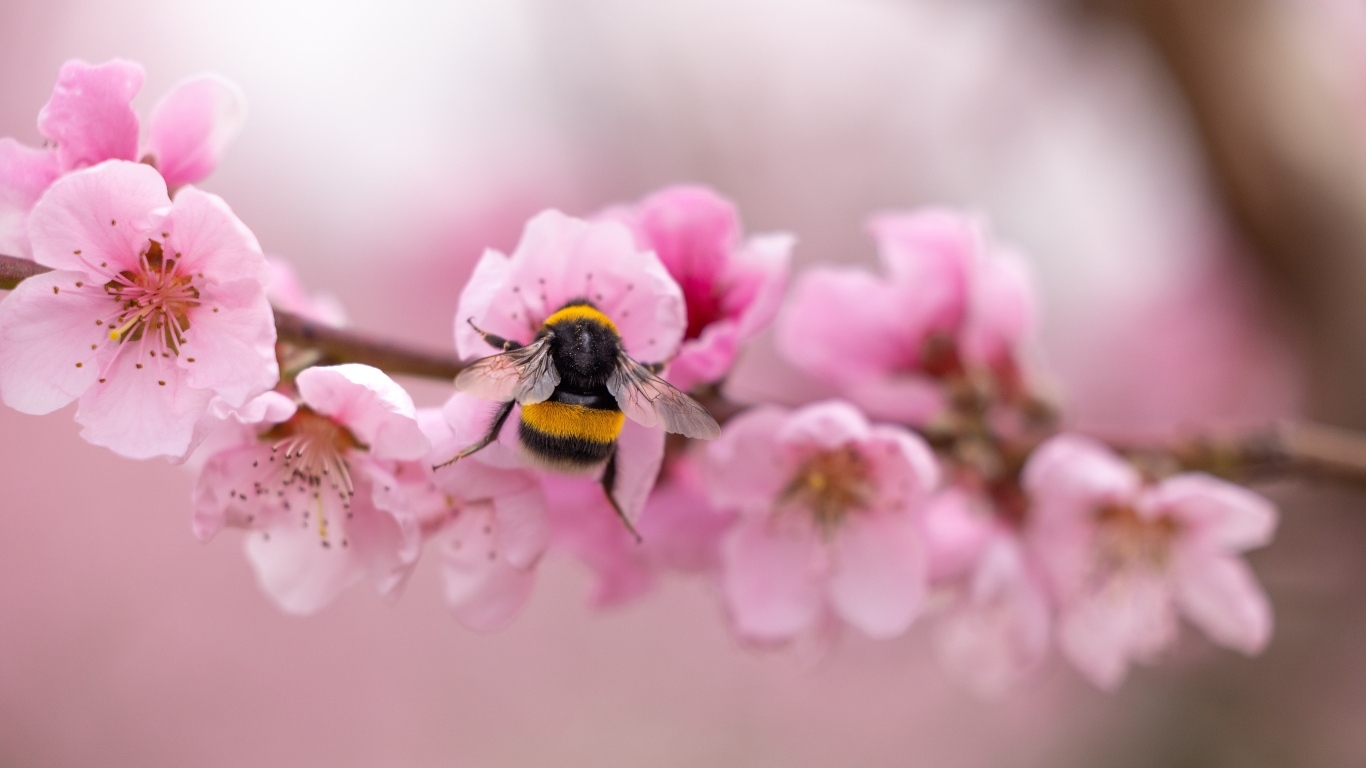 Маленький шмель на розовых цветах весной