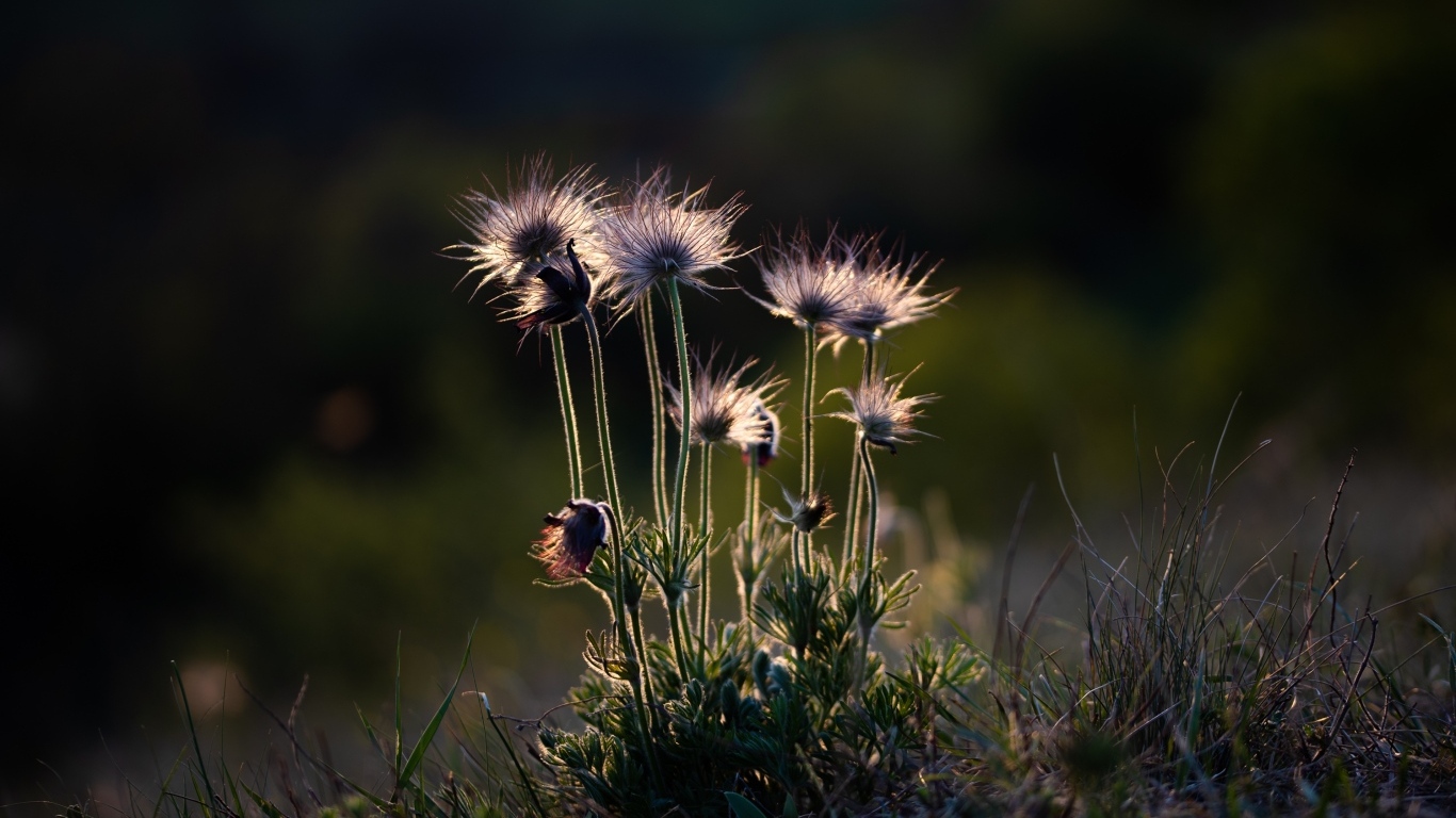 Маленькие полевые цветы в лучах солнца