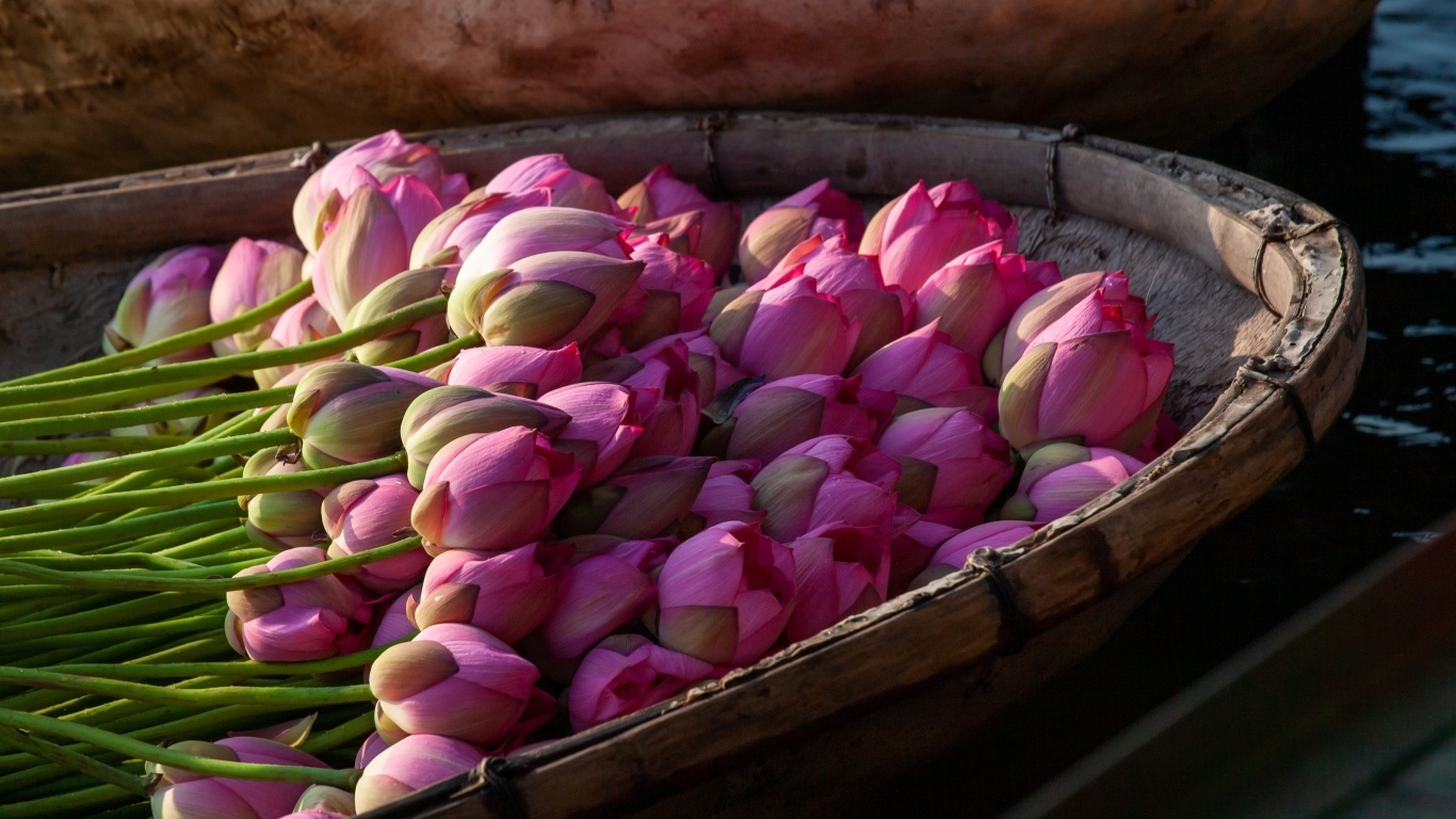 Много розовых цветов лотоса в лодке