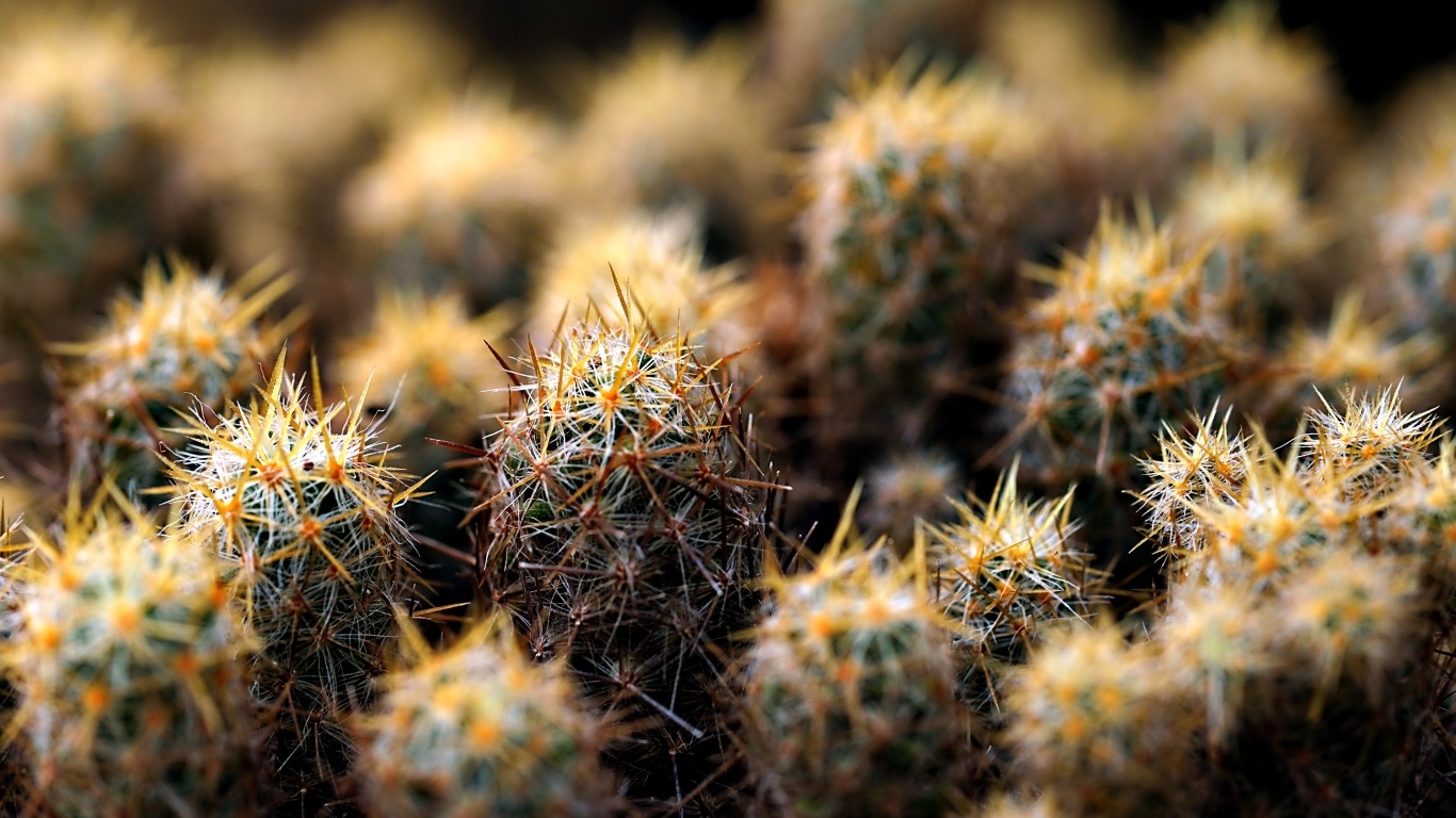 Много маленьких колючих кактусов