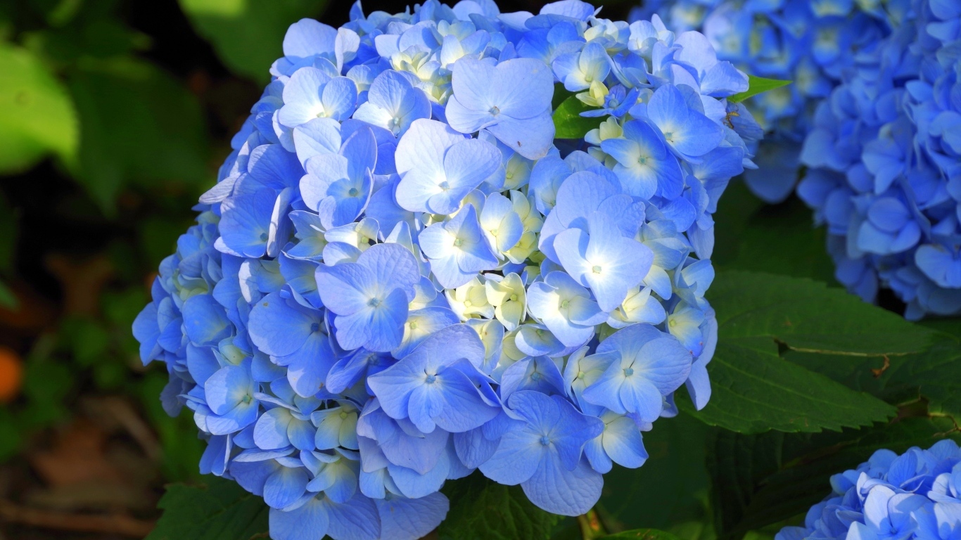 Пышные синие цветы гортензии