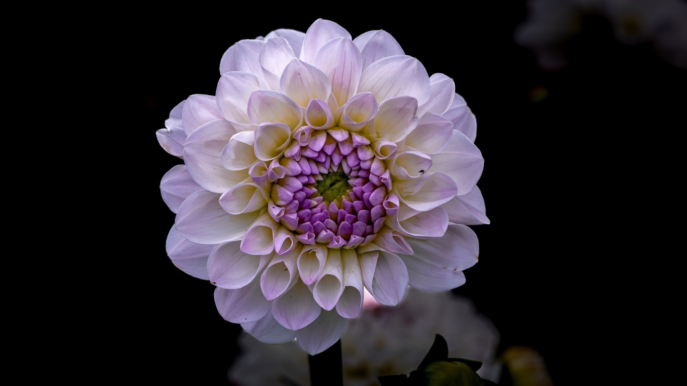 Пышная сиреневая георгина крупным планом