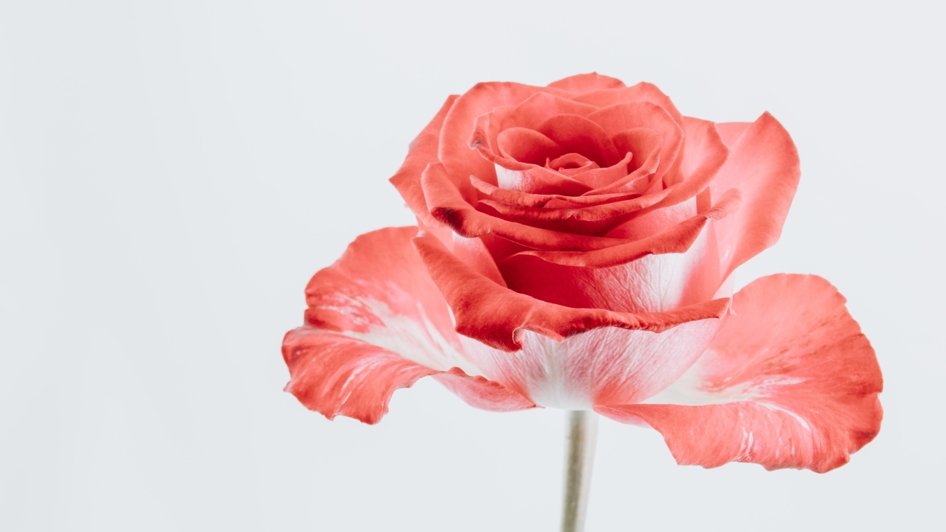 Макросъемка красного цветка розы на сером фоне