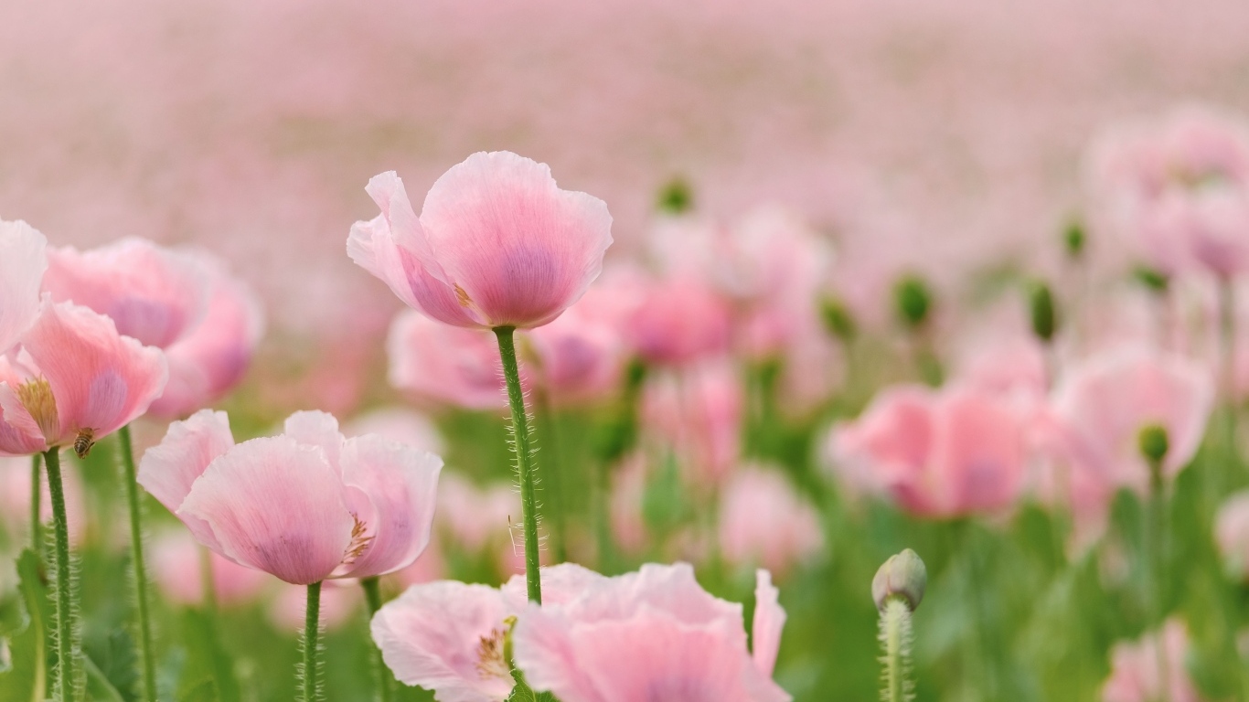 Много розовых цветов мака на поле