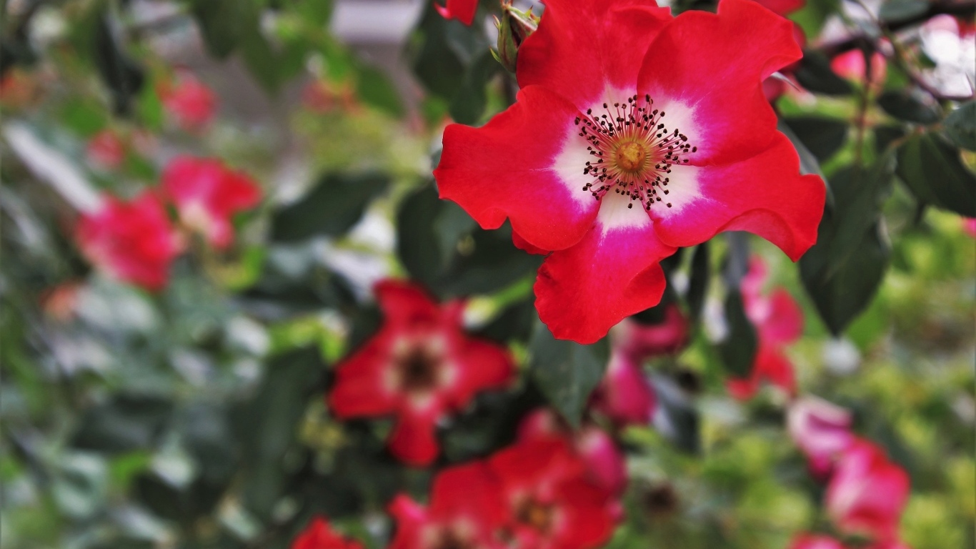 Много красных цветов розы на клумбе