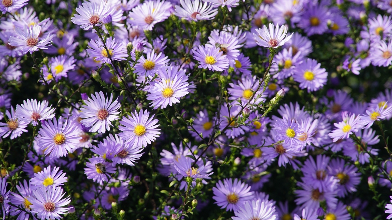 Много мелкий цветов садовой сентябринки