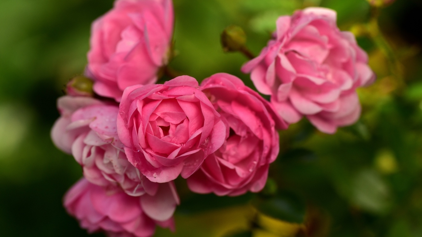 Много маленьких розовых парковых роз