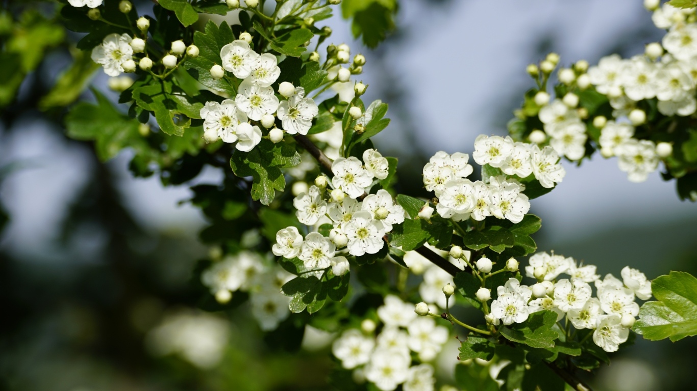 Много белых цветов боярышника на ветке весной