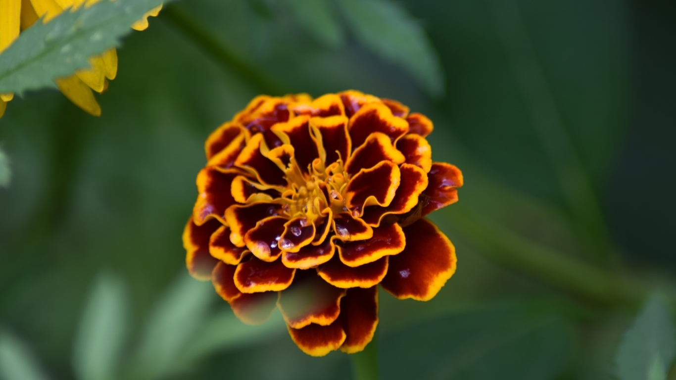 Цветок бархатца крупным планом