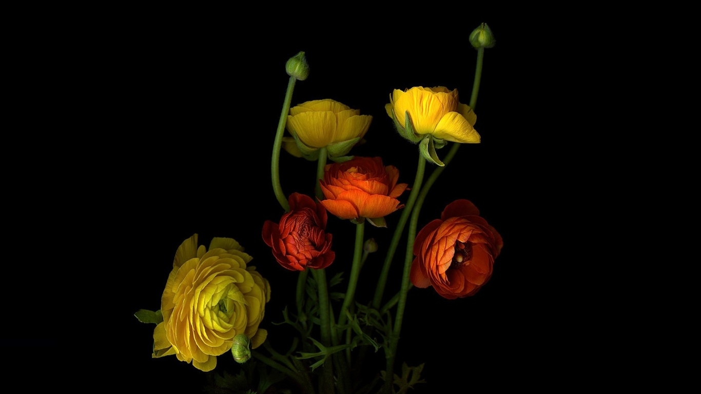 Разноцветные лютики на черном фоне