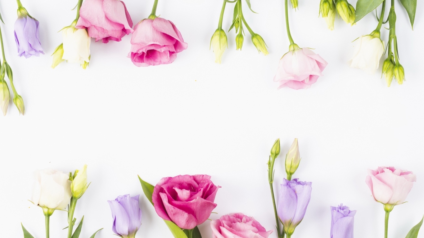 Разноцветные цветы эустомы на белом фоне