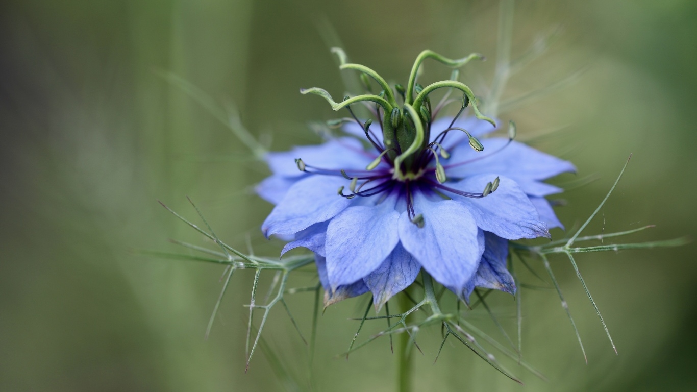 Цветок Чернушка дамасская крупным планом