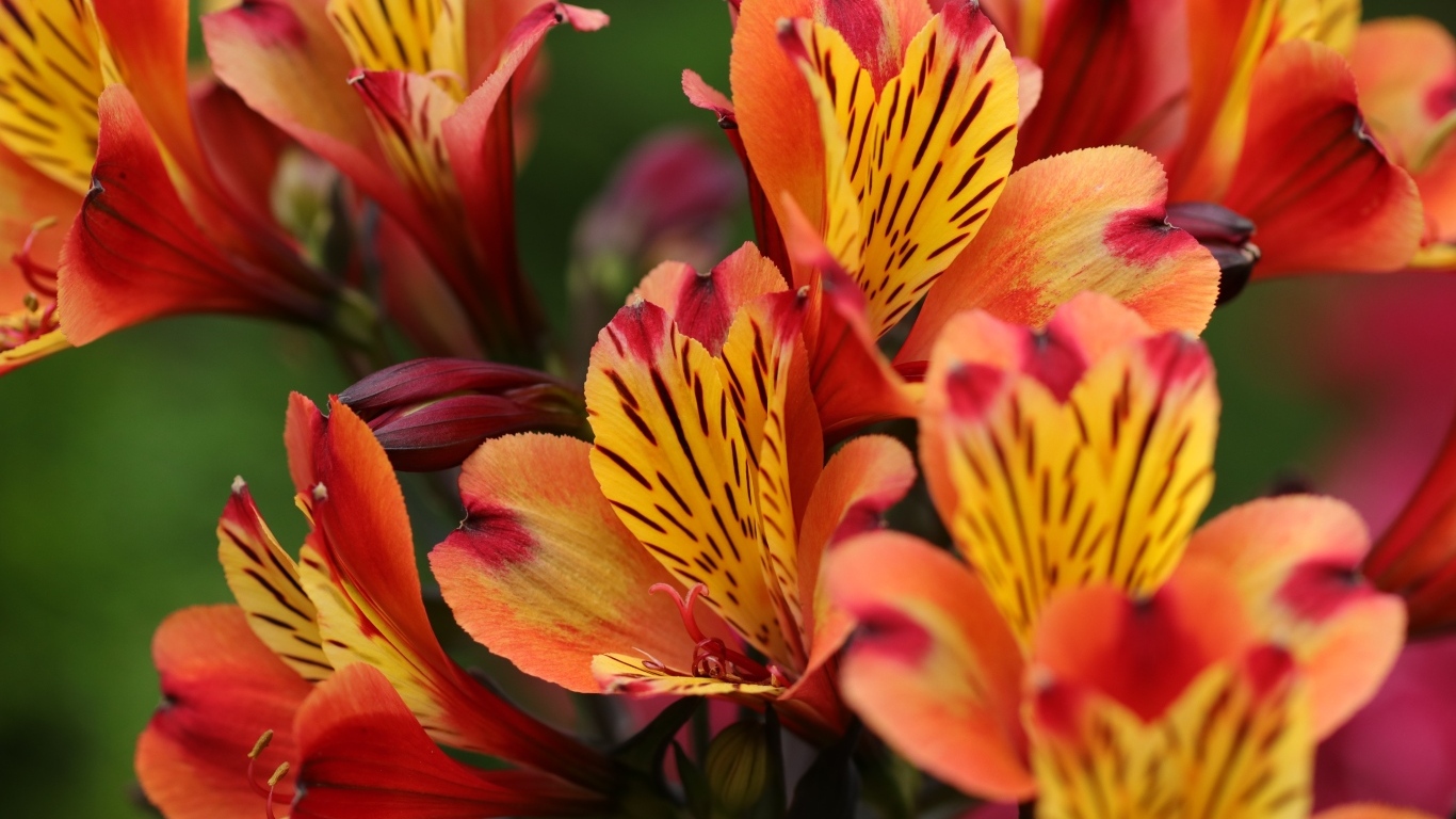 Оранжевые цветы альстромерии крупным планом