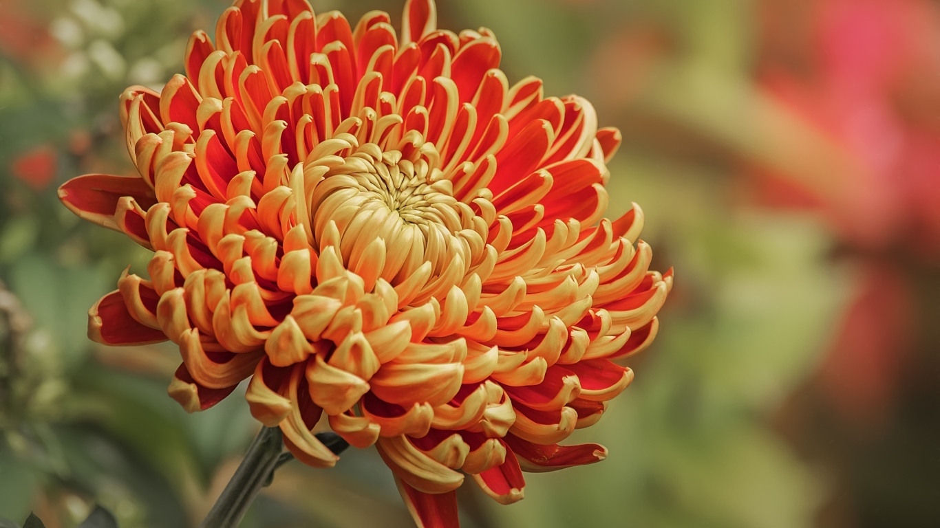 Оранжевая хризантема вблизи