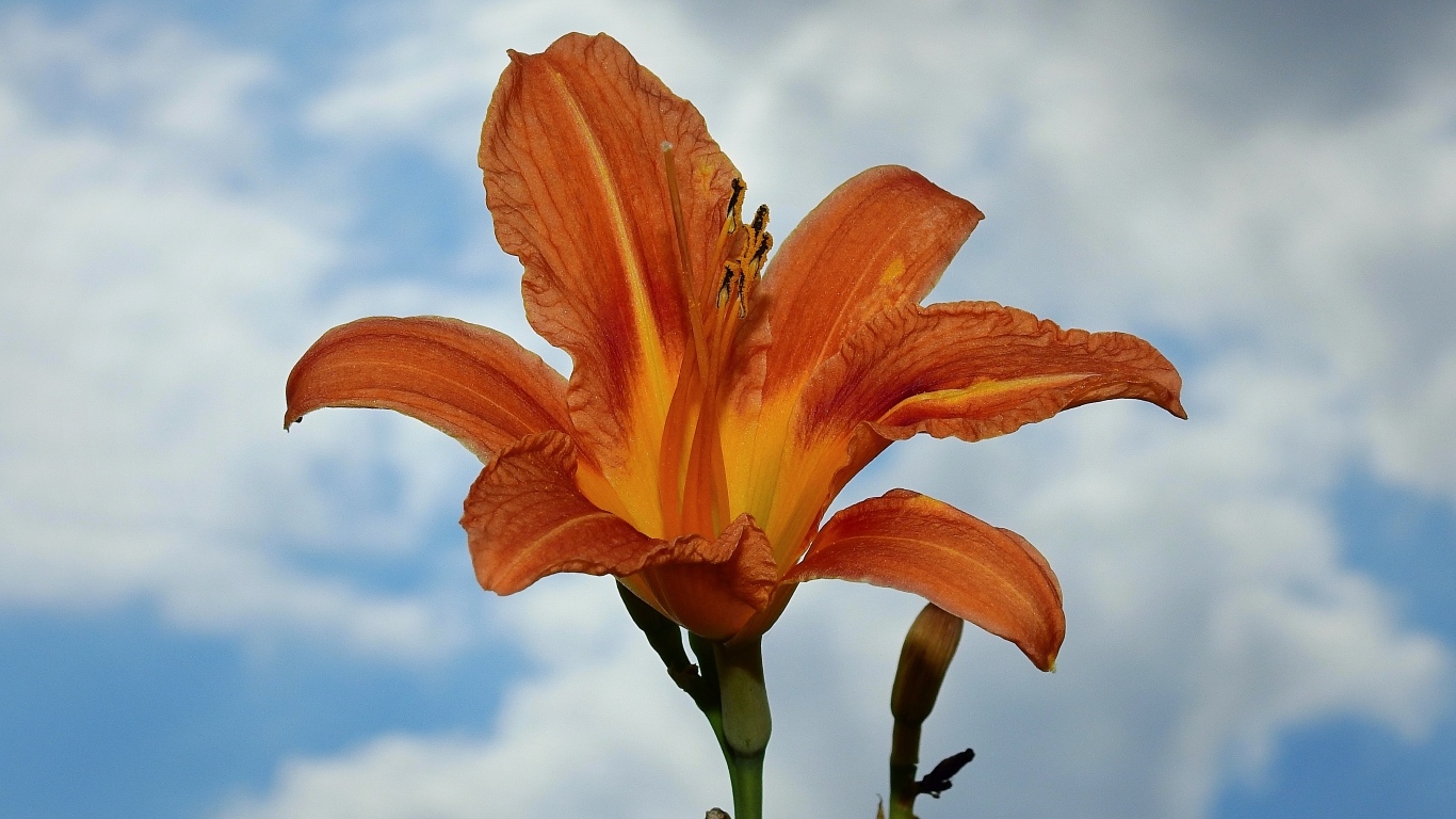 Оранжевый цветок лилейника на фоне неба