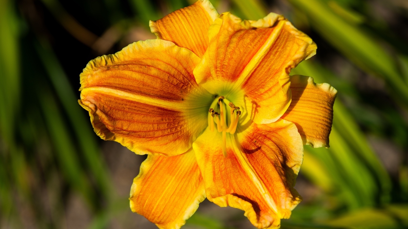 Оранжевый цветок лилейника в лучах солнца