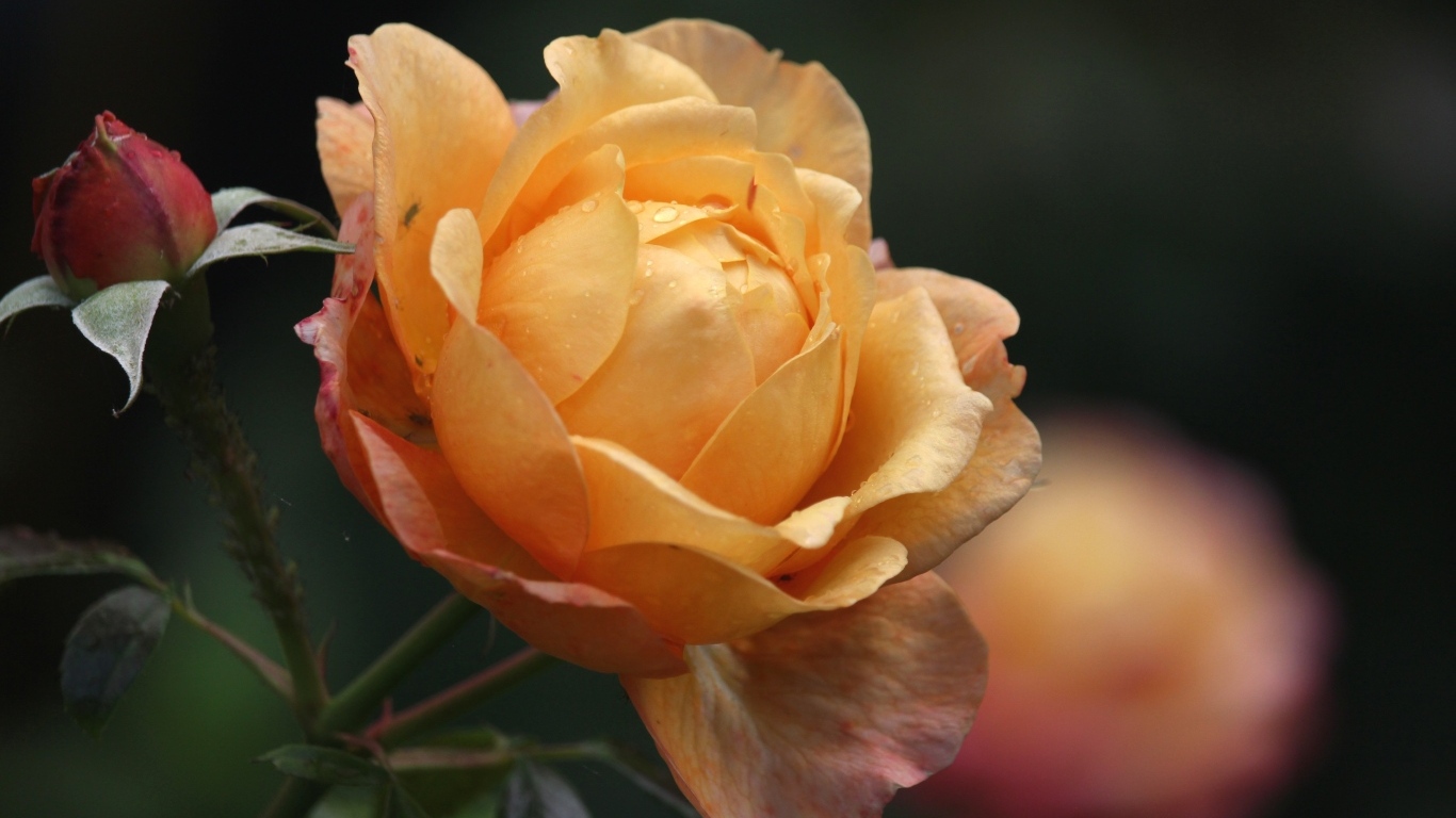 Оранжевая душистая роза с бутонами