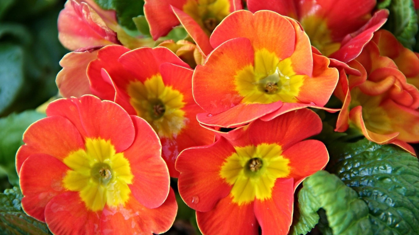 Оранжевые комнатные цветы примула