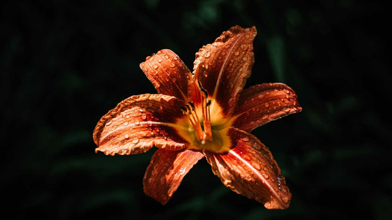 Оранжевая лилия в каплях росы на черном фоне