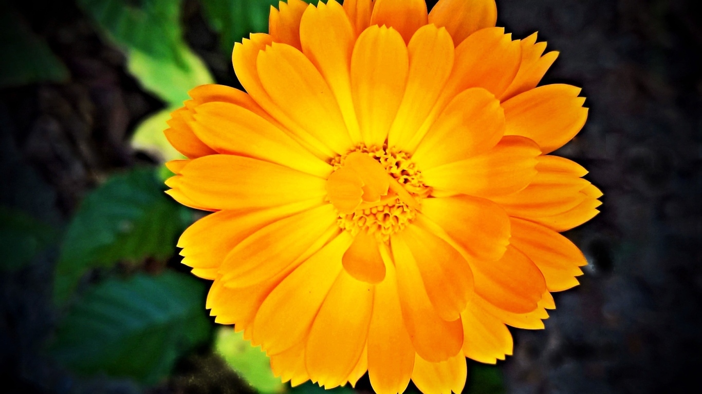 Оранжевый цветок календулы крупным планом