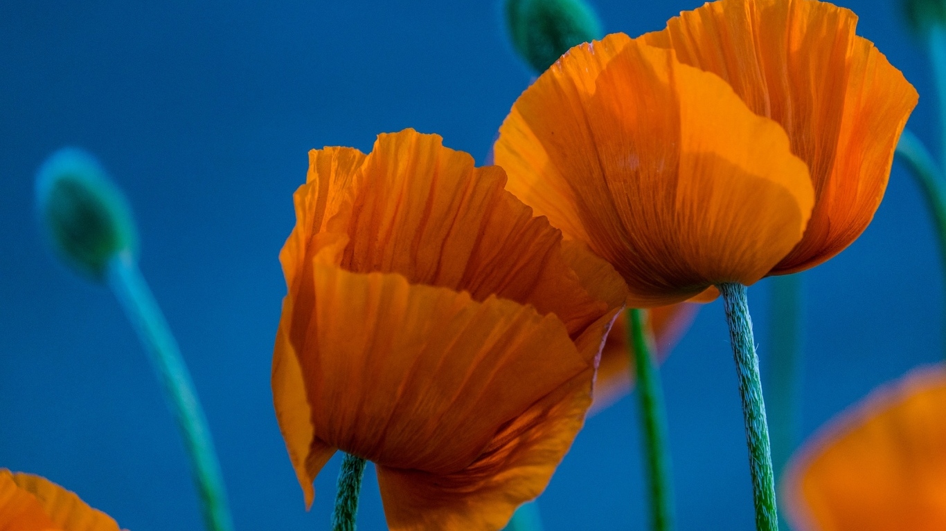 Оранжевые маки на голубом фоне