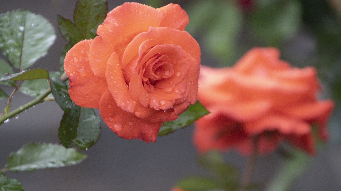 Оранжевая роза в каплях росы крупным планом