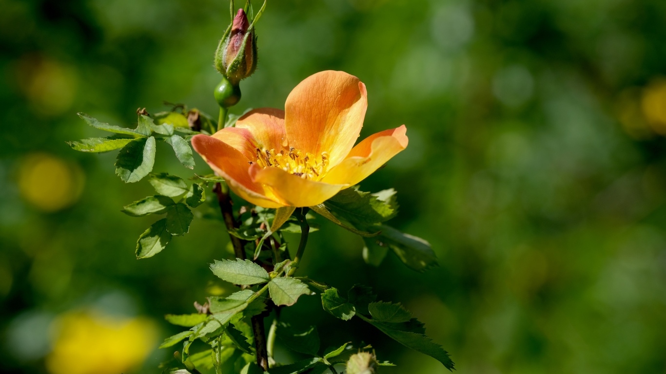 Оранжевый цветок шиповника с бутоном  крупным планом