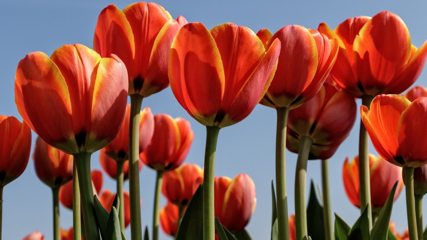 Оранжевые тюльпаны на фоне голубого неба