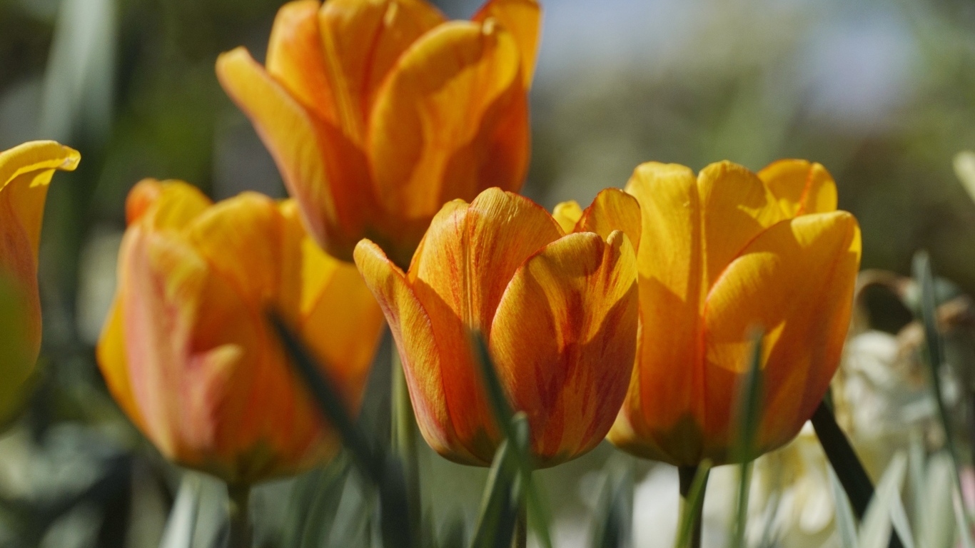 Оранжевые тюльпаны в лучах теплого солнца