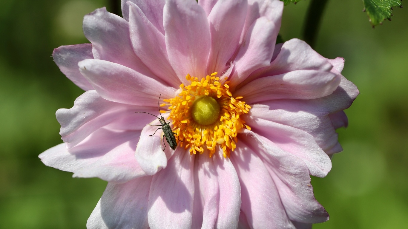 Розовый цветок анемона с жуком