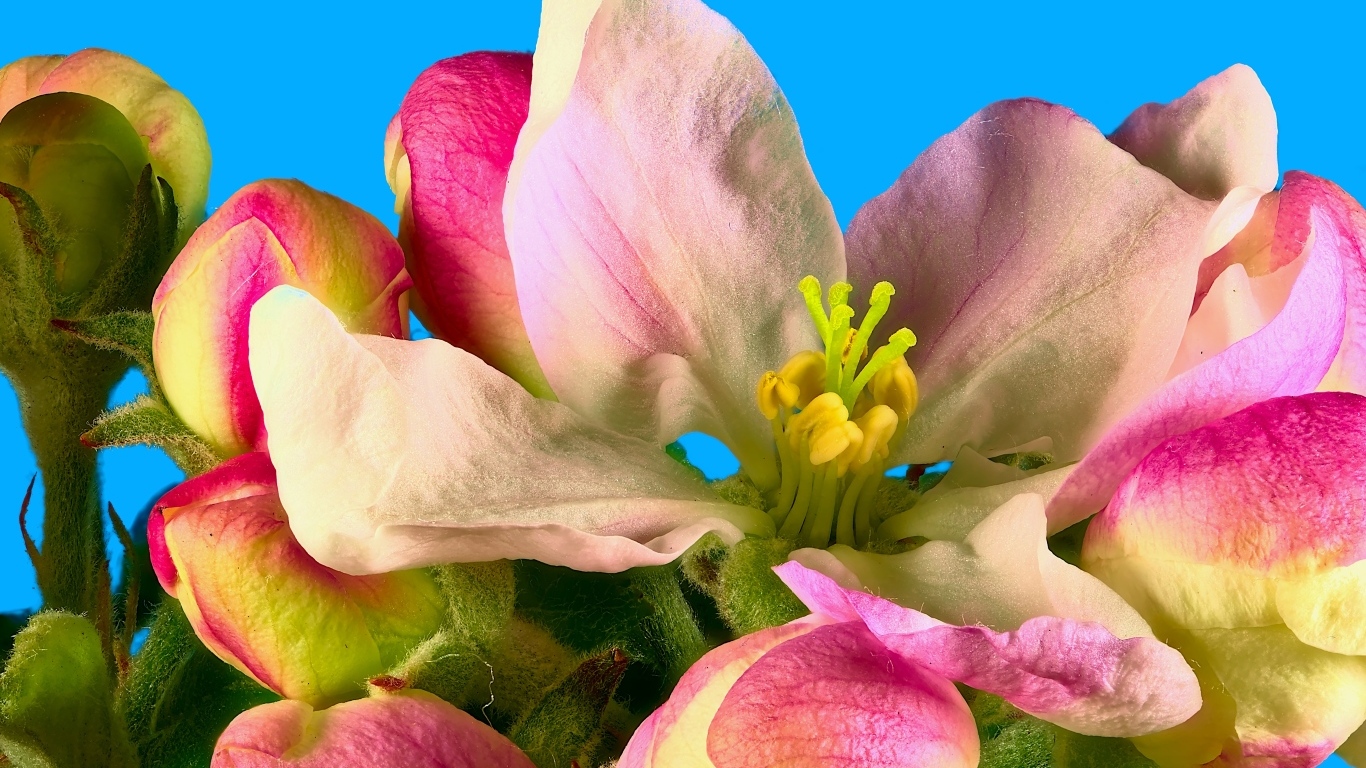 Розовые цветы яблони на ветке на фоне голубого неба