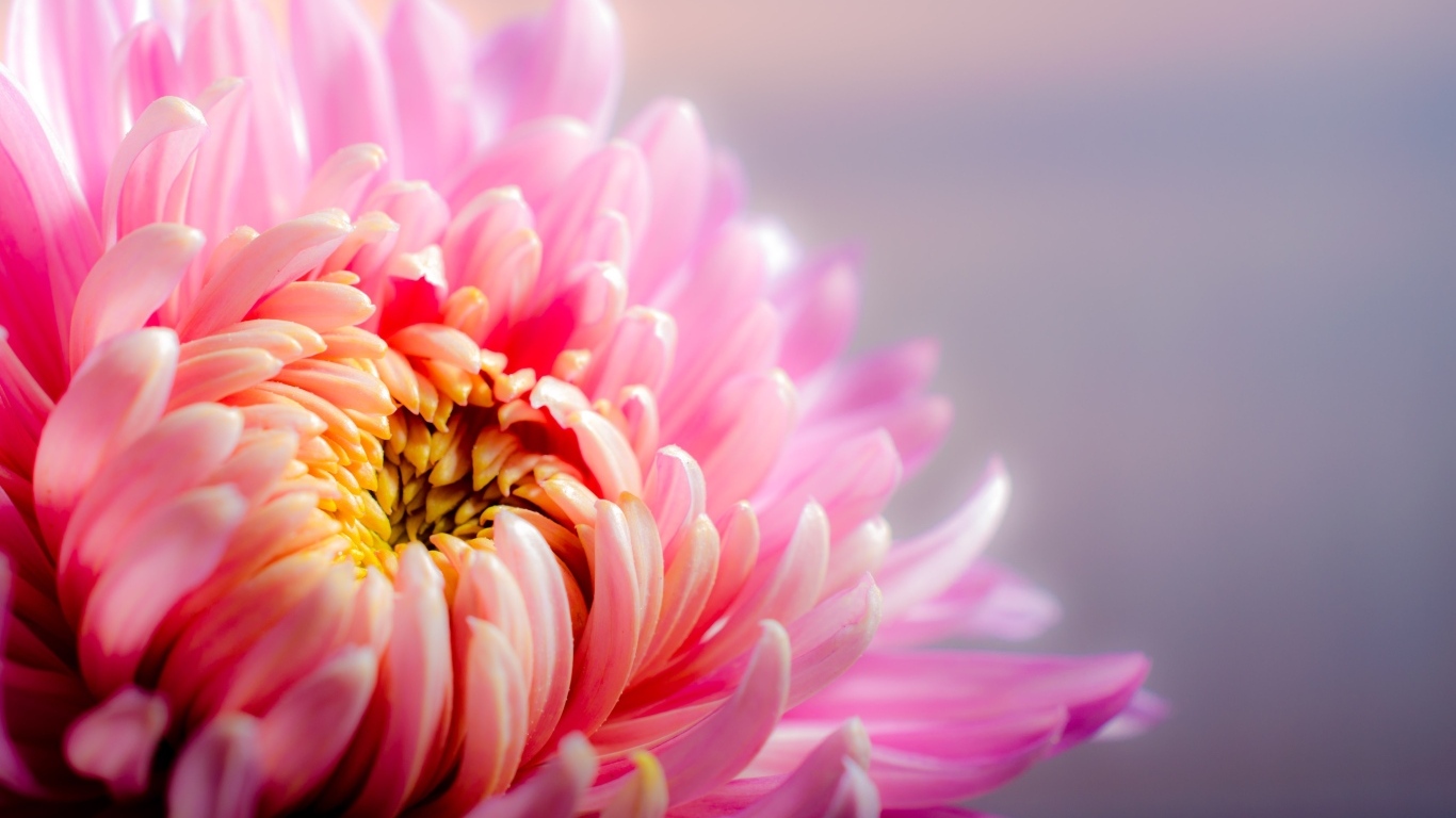 Розовый цветок астры крупным планом