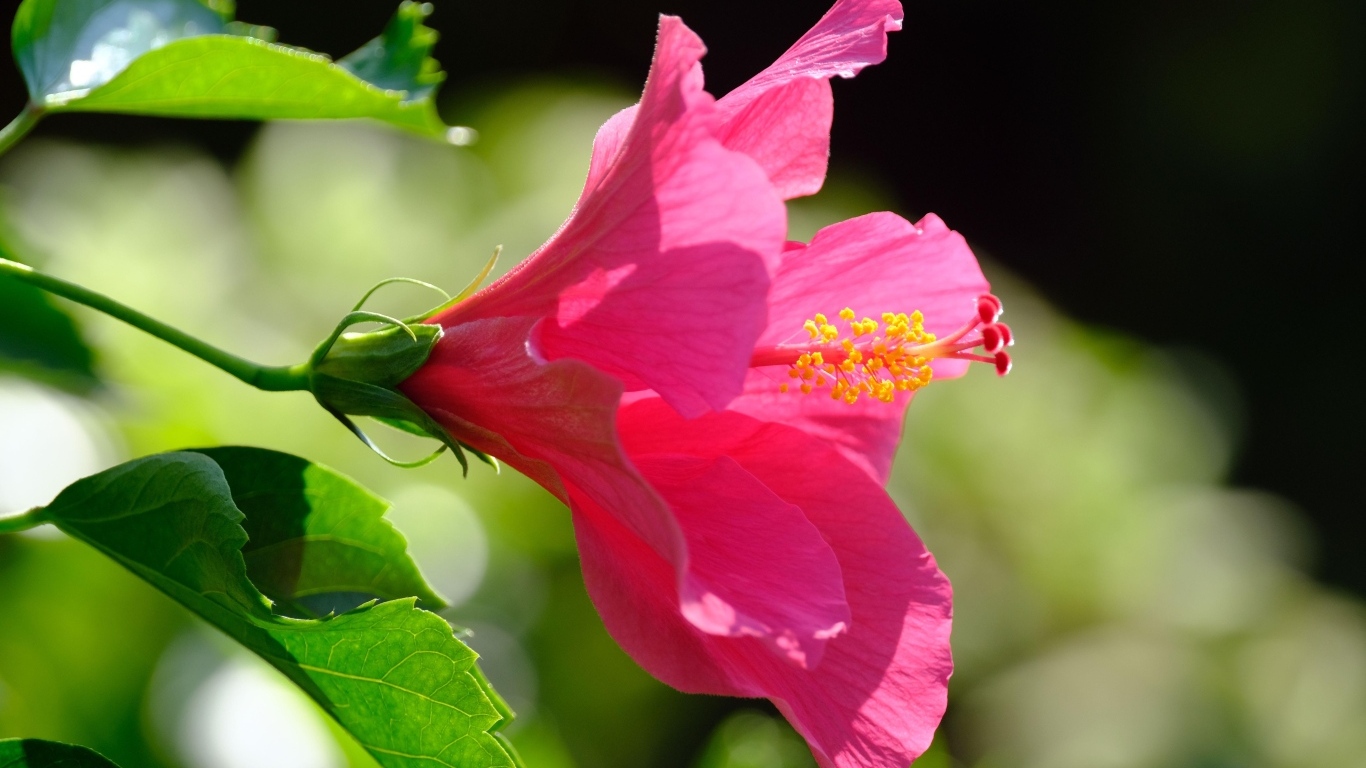 Розовый большой цветок гибискуса