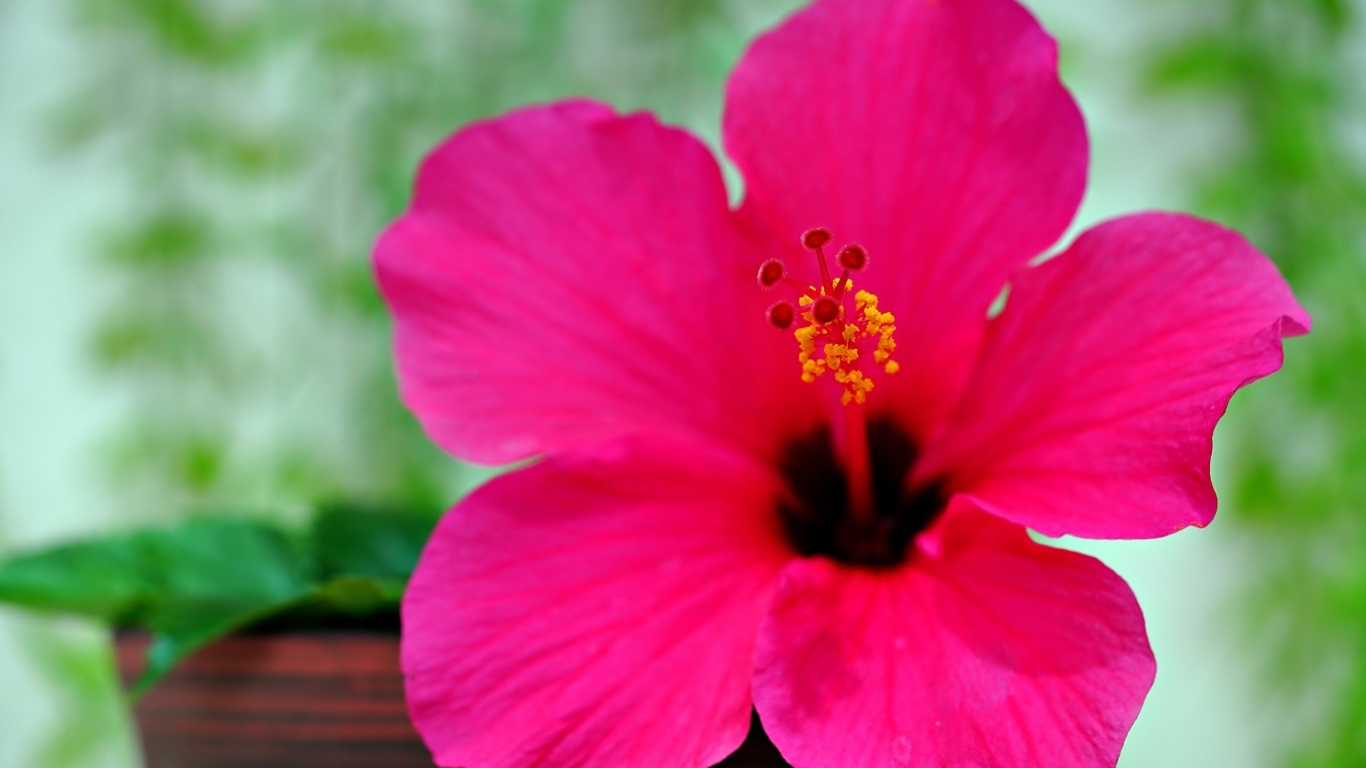 Розовый яркий цветок гибискуса крупным планом