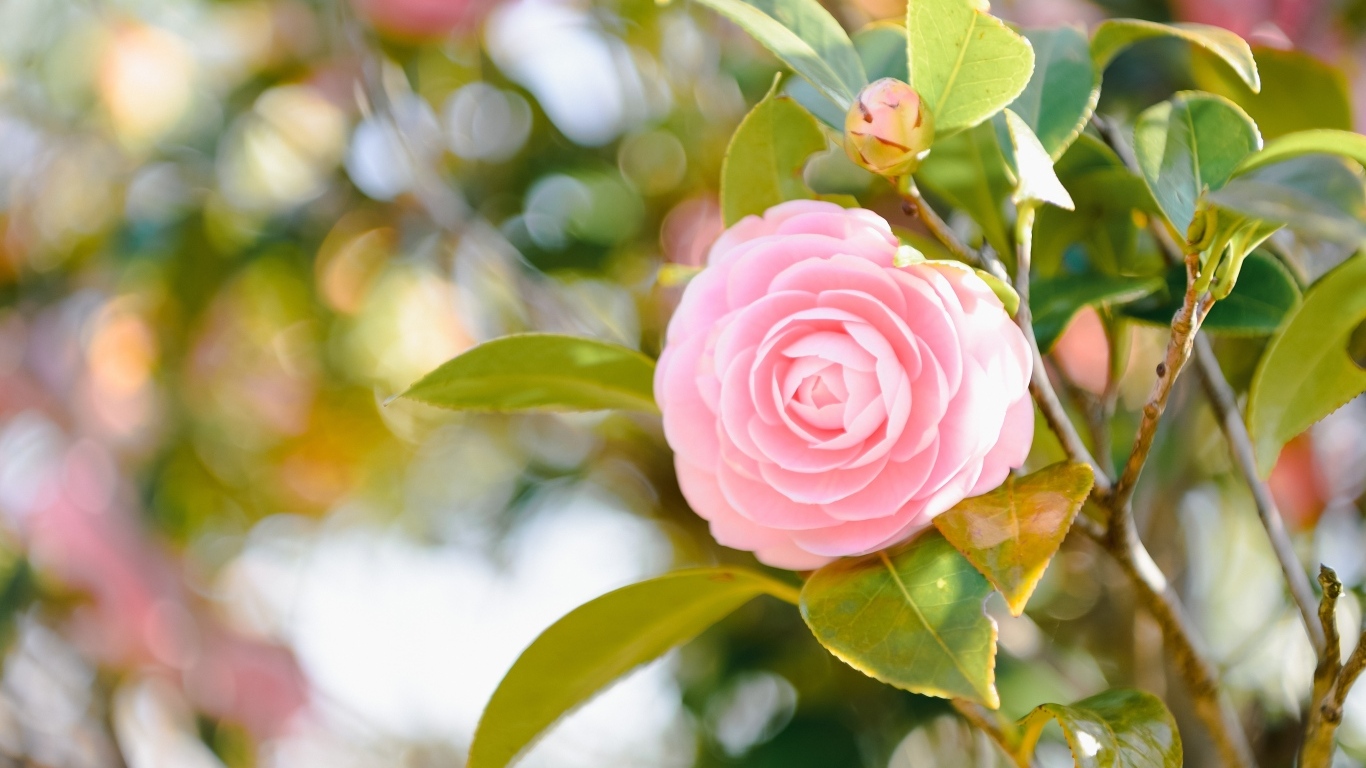 Розовый цветок камелии в лучах солнца на ветке