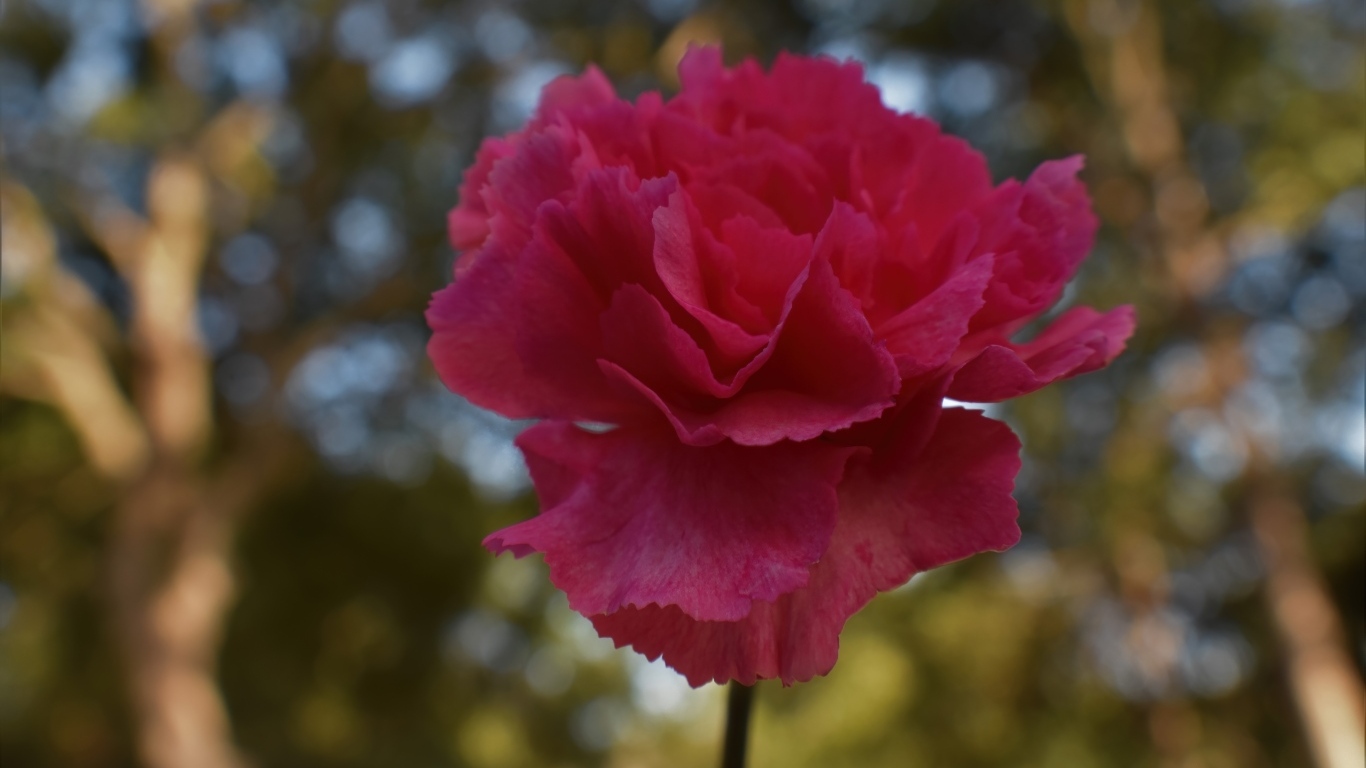 Розовая гвоздика крупным планом